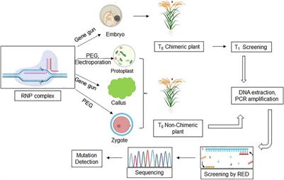 A Prospective Review on Selectable Marker-Free Genome Engineered Rice: Past, Present and Future Scientific Realm